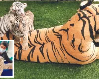 Nahargarh Biological Park: शावकों की मां की कमी पूरी कर रहा टाइगर का पुतला