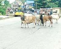 मुख्य सड़क पर मवेशियों के जमावड़े से लोग परेशान