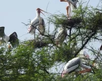 उदपुरिया को आबाद कर रहा तीन रंगों वाला पक्षी