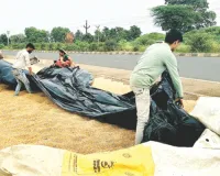 किसानों की फसले तैयार, सता रही मौसम की मार 