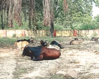 शिक्षा के मंदिर में स्वच्छता अभियान की उड़ रहीं धज्जियां