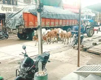  सड़कों पर बैठी गौमाता का कौन है रखवाला? 