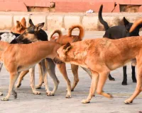 12 हजार से अधिक श्वानों का बधियाकरण, फिर भी सड़कों पर भरमार