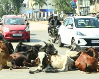 उत्तर दक्षिण के दो पाटों में पिस रही जनता,धणी धोरी बने महापौर चुप