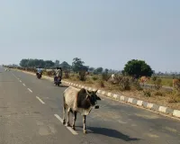 पशुपालकों की लापरवाही से रोज हो रहे हादसे