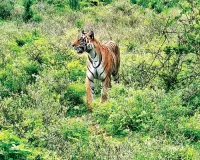 मुकुंदरा के जंगल में बिछेगा वन्यजीवों की सुरक्षा का जाल