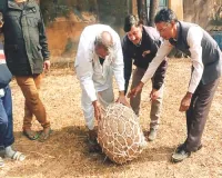 रियासतकालीन अकाल-सुकाल से जुड़ी परम्परा है आवां का दड़ा खेल, एक दर्जन गांव के लोग प्रतियोगिता में दिखाते हैं दम-खम