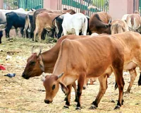 अब बीमार पशुओं के उपचार में भी नकली दवाइयां