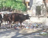 निगम अधिकारियों को नहीं मिल रही अवैध डेयरियां, कार्रवाई के नाम पर खानापूर्ति