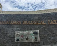 नाहरगढ़ बायोलॉजिकल पार्क : माचिया बायोलॉजिकल पार्क को मादा मगरमच्छ देकर लाएंगे राज्य पशु चिंकारा, सीजेडए से मंजूरी के बाद एक्सचेंज प्रोग्राम के तहत होगी अदला-बदली