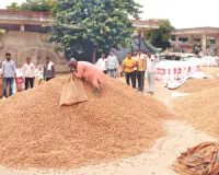 मंडियों में बंपर आवक : मूंगफली की खरीद जोरों पर, रोजाना छह हजार से अधिक आ रही बोरी, इस साल बेहतर दाना, लेकिन बारिश ने डाली खलल