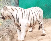 नाहरगढ़ बायोलॉजिकल पार्क : बाघ भीम टाइगर सफारी में शिफ्ट, जम्मू-कश्मीर जू से जल्द आएंगे हिमालयन ब्लैक बियर