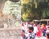 नाहरगढ़ जैविक उद्यान : 2208 पर्यटकों ने किया भ्रमण, 217 पर्यटकों ने की लायन और टाइगर सफारी