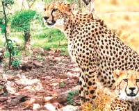 चीता लाने से पहले शेरगढ़ सेंचुरी में जैव विविधता का होगा वैज्ञानिक विश्लेषण, सेंचुरी में कीट-पतंगों से दीमक तक पर होगी रिसर्च 