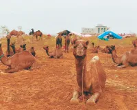 Pushkar Fair 2025 : बिगड़े मौसम की वजह से पशु पालकों पर मौसम की मार, ठिठुरने को मजबूर 
