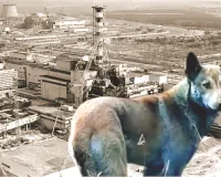 यूक्रेन के चेरनोबिल में कुत्ते हो रहे नीले : अचानक आए रहस्यमय बदलाव से दुनिया हैरान, क्या 40 साल पुरानी त्रासदी है वजह ?