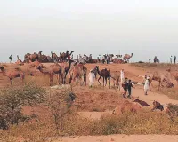 अंतरराष्ट्रीय पुष्कर मेला 2025 : मेले में छाया अजमेर का 'लेपर्ड सफारी' प्रोजेक्ट, बालू रेत से बनाई कलाकृति पर्यटकों को कर रही आकर्षित