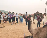 पुष्कर पशु मेला परवान चढ़ा : देशी-विदेशी पर्यटकों को लुभा रहीं अश्व और ऊंटों की अठखेलियां, पशुओं के खान-पान को पर्यटक कर रहे कैमरे में कैद