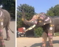 उदयपुर की रॉयल वेडिंग के लिए जयपुर से पहुंचा हाथी बाबू : स्पेशल डिमांड पर बाबू, प्राकृतिक रंगों और खास गहनों से सजेगा