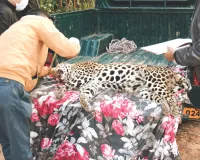 जंगल में मिला पैंथर का शव : पोस्टमार्टम रिपोर्ट से होगा मौत के कारणों का खुलासा, वन विभाग ने शव दफनाया