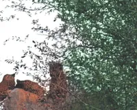 झालाना लेपर्ड रिजर्व में दिखे फ्लोरा के तीन शावक, रेंजर शेखावत बोले जोन एक और दो में लगातार हो रही लेपर्ड्स की साइटिंग