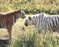 नाहरगढ़ जैविक उद्यान में आए दो हजार से अधिक विजिटर्स, व्हाइट टाइगर भी पर्यटकों के आकर्षण का केन्द्र 