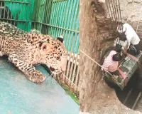 दो दिन से कुएं में फंसा था शावक : 70 फीट सूखे गहरे कुंए में उतरकर किया रेस्क्यू, लेपर्ड शावक का स्वास्थ्य परीक्षण