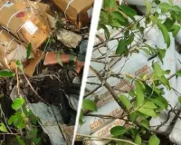 फरीदाबाद पुलिस और जम्मू-कश्मीर पुलिस ने संयुक्त अभियान में भारी विस्फोटक किया बरामद, आरोपी मुजम्मिल गिरफ्तार, जांच जारी 