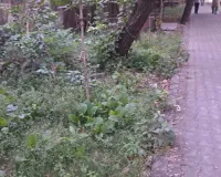 कोटा दक्षिण वार्ड 62 - पार्कों में कचरा, रोशनी भी बनी मुसीबत, आवारा श्वानों के आतंक से वार्डवासी सहमे, हादसे का बना रहता है डर 