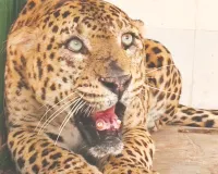 लेपर्ड जिसके नहीं हैं चारों कैनाइन : उम्र 20 साल, मानव-वन्यजीव टकराव के चलते साल 2018 में सरिस्का से करके लाए थे रेस्क्यू 