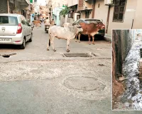 कोटा उतर वार्ड 47- कॉलोनियों में बने ऊंचे डिवाइडर व आवारा पशुओं से परेशान रहवासी, ओवरफ्लो हो रही नालियां, घरों के आगे झूल रहे तारों की समस्या 