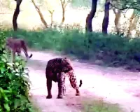 एक फ्रेम में दिखे 3 लेपर्ड : रोमांच से भर उठा आमागढ़ सफारी का नजारा, सैलानियों की सांसें थमी 