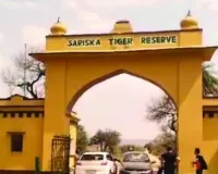 सरिस्का बाघ अभयारण्य की नई सीमा तय करने की प्रक्रिया शुरु : प्रशासन ने मांगी आपत्तियां, अधिसचूना की जारी