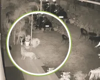 घर में लगे सीसीटीवी कैमरे में दर्ज हुआ बघेरे का मूवमेंट : डीसीएफ, एसीएफ, तीन रेंजर और दो डॉक्टरों सहित टीम ने मौके पर पहुंचकर किया सर्च 