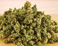 राजस्थान में नशे के खिलाफ बड़ी कार्रवाई : गांजा खेती का भंडाफोड़, शोभायात्रा में श्रद्धालु बनकर पहुंची पुलिस