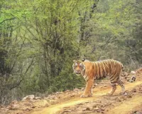 सरिस्का में बाघों को देखकर पर्यटक रोमांचित, बाघिनों ने मोहा पर्यटकों का मन 