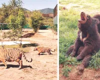 नाहरगढ़ बायोलॉजिकल पार्क : सर्दी को देखते हुए वन्यजीवों के लिए बनाया गया नया डाइट चार्ट, हीटर की भी व्यवस्था 