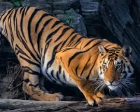 बाइक सवार पर बाघ का हमला : युवक की पीठ पर हुए गहरे घाव, चालक ने तेज गति से चलाई बाइक