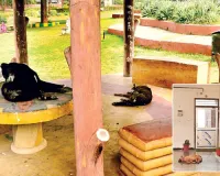 श्वानों के लिए नगर निगम बनाएगा शेल्टर होम,  आवारा श्वानों से मिलेगी शहर वासियों को मुक्ति, पकड़े गए श्वानों को नहीं छोड़ेंगे उसी जगह पर