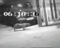 जयपर में दूसरे दिन भी दिखा लेपर्ड, अब शास्त्री नगर के सीकर हाउस में दी दस्तक, घरों की छतों से कूदता हुआ एक ओर से दूसरी ओर भागा लेपर्ड 