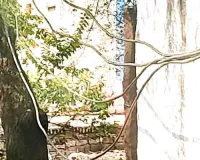 झूलते बिजली तार बने हादसे का खतरा, ग्रामीणोंं की मांग जल्द हो समस्या का समाधान 