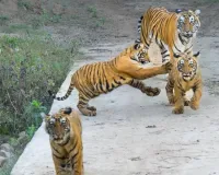 सरिस्का टाइगर रिजर्व : बाघों की संख्या बढ़कर 50, पर्यटकों और वन्यजीव प्रेमियों का मन मोह रही शावकों की अठखेलियां 