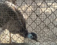 पक्षियों और जानवरों की विशेष देखभाल शुरू : सर्दी से बचाव की खास तैयारी, पोषक एक्स्ट्रा डाइट