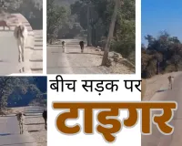 कोटा में बीच सड़क पर टाइगर आने से दहशत : बाघ को देखकर दौड़ पड़ी गाय, लोगों ने बनाया वीडियो