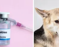 उत्तर प्रदेश में रायता खाने के बाद 200 लोगों ने लगवाया रेबीज का टीका, आवारा कुत्ते ने भैंस को काटा था 