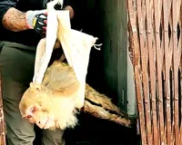 बिजली के तार बन रहे वानरों के लिए काल, तीन विभागों के बीच पिस रहे घायल बंदर