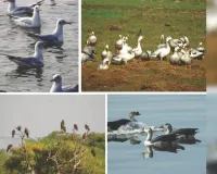 यूरोप व सेंट्रल एशिया से 10 हजार किमी का सफर कर कोटा पहुंचे विदेशी परिंदे, पक्षियों की चहचहाट से गुलजार हो रहे वेटलैंड