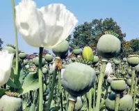 किराए के मकान में पुलिस की रेड : 62 किलो अवैध डोडा पोस्त जब्त, मां बेटे के खिलाफ केस दर्ज ; तलाश जारी