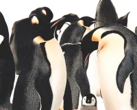 दक्षिण अफ्रीका में 60 हजार से ज्यादा पेंग्विन भूख से मरे, सारडीन मछली का गायब होना बना कारण