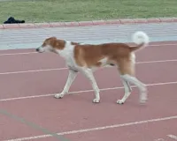 आठ करोड़ से बना सिंथेटिक ट्रैक अब धूल-धाणी ,एथलीटों के सपनों पर लग रहा विराम